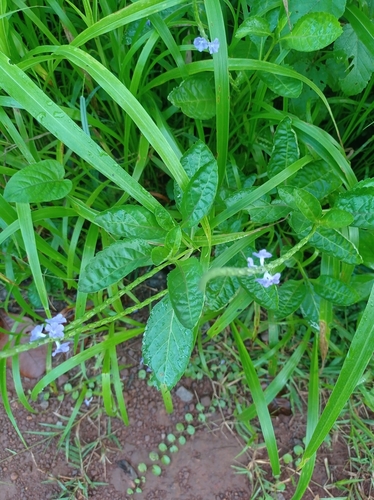 Stachytarpheta jamaicensis