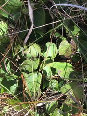 Packera serpenticola