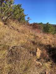 Packera serpenticola