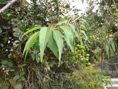 Prunus serotina capuli