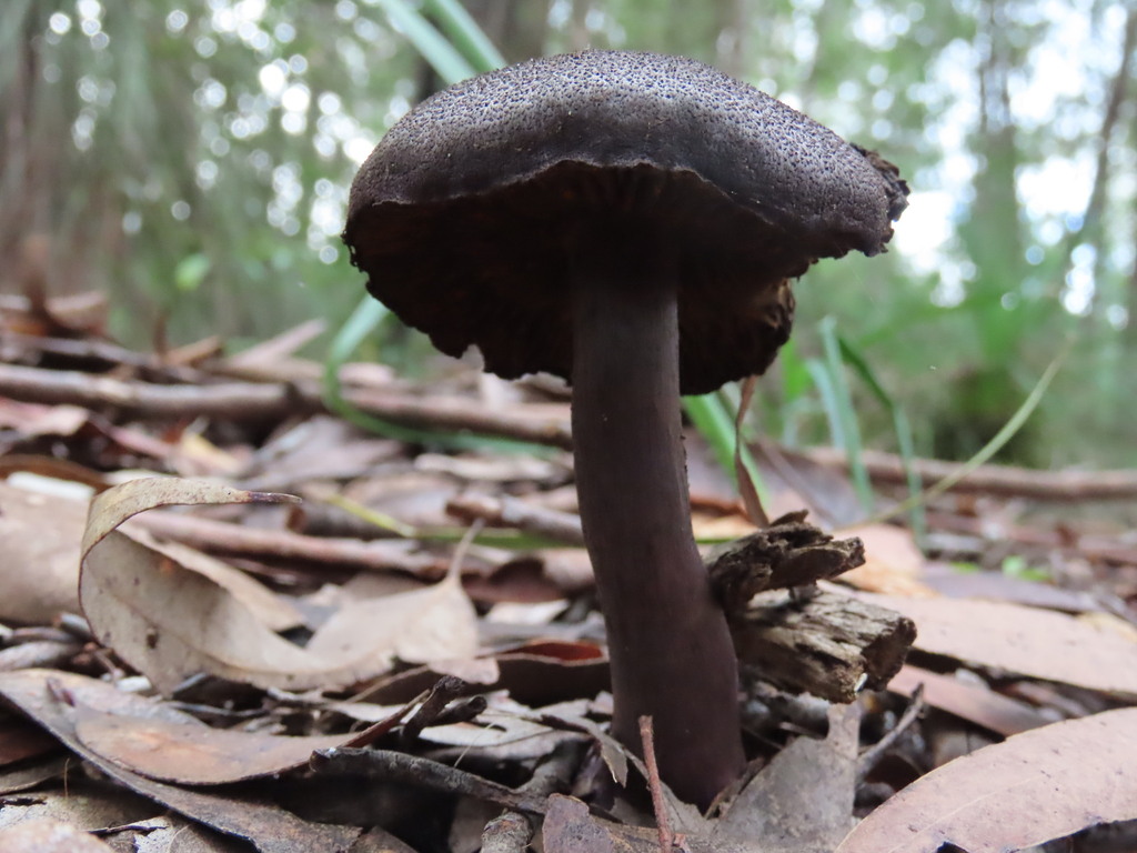 Cortinarius austroviolaceus · June 2025 · photo: © ian_mcallan (iNaturalist, cc-by-nc)