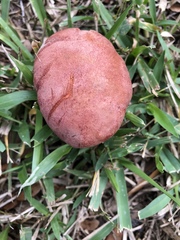 Pulchroboletus rubricitrinus image