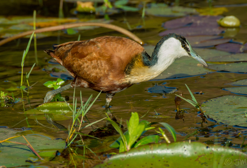 African Jacana