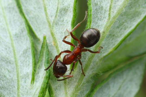 四川凹唇蚁Formica sentschuensis