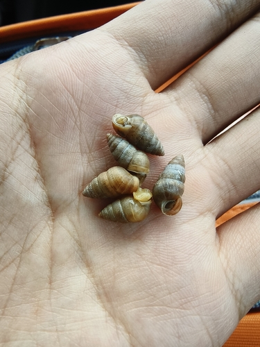 Pseudobuliminus buliminus