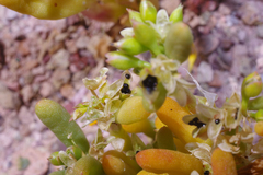 Portulaca halimoides