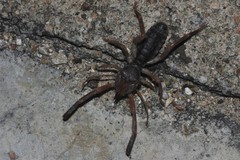 Ammotrechidae