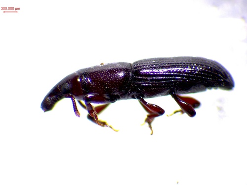Melicius cylindrus
