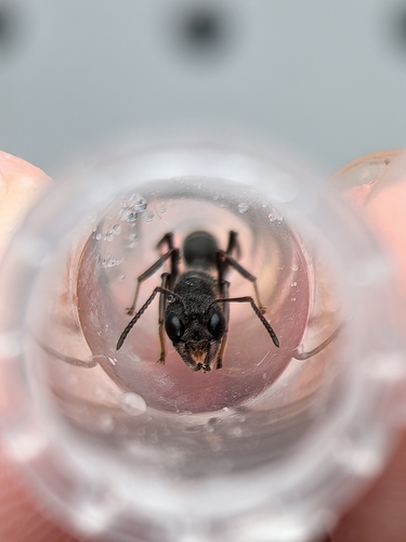 Giant Jumping Ant