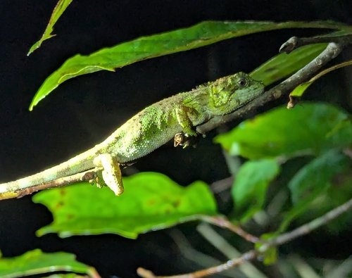 Banded Japalure