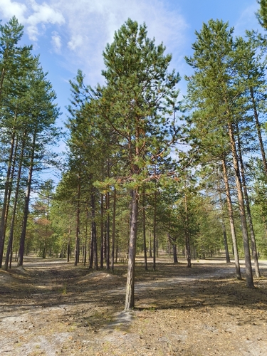Scots pine