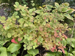 Fothergilla