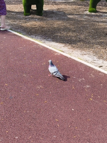 Feral Pigeon