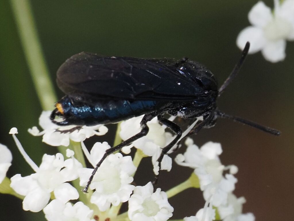 Berberis Sawfly
