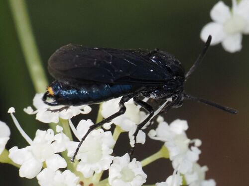 Berberis Sawfly