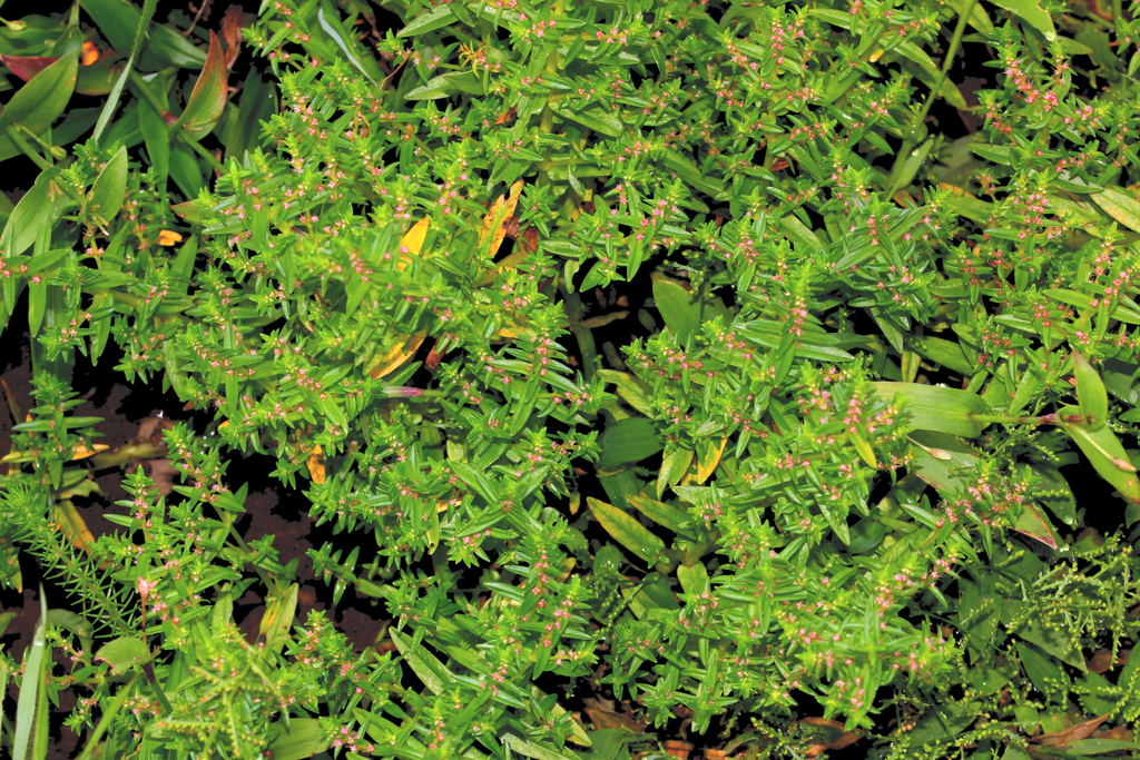 Rotala juniperina