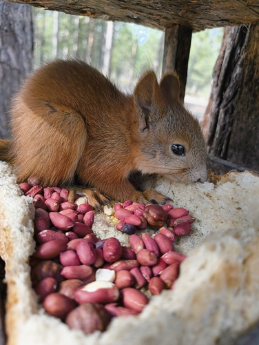 Eurasian Red Squirrel