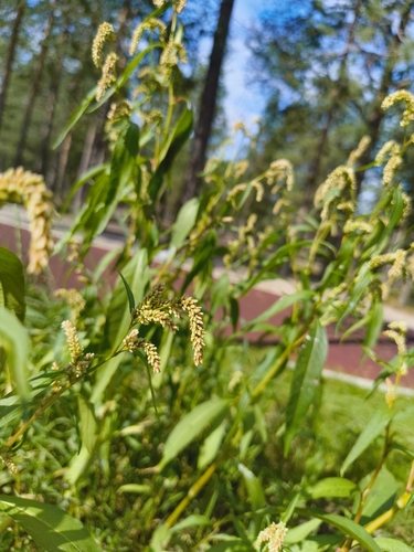 pale smartweed
