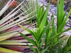 Epidendrum bogotense