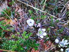 Gentianella corymbosa