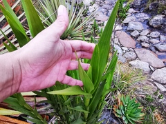 Epidendrum bogotense