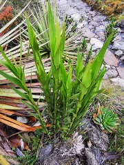Epidendrum bogotense