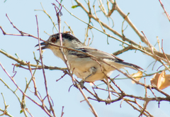 Dryoscopus cubla okavangensis