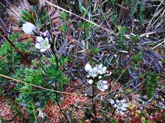 Gentianella corymbosa
