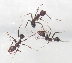 Pheidole sculpturata