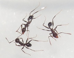 Pheidole sculpturata