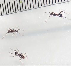 Pheidole sculpturata