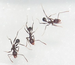 Pheidole sculpturata