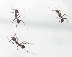 Pheidole sculpturata