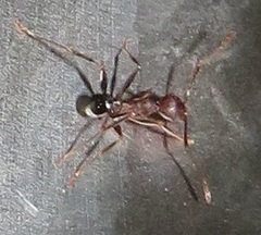 Pheidole sculpturata