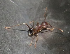 Pheidole sculpturata