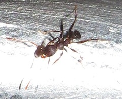 Pheidole sculpturata