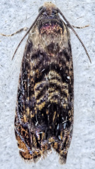 Grapholita prunivora