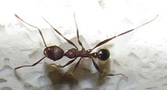 Pheidole sculpturata