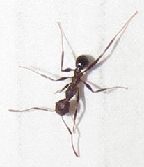 Pheidole sculpturata
