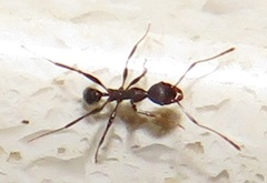 Pheidole sculpturata