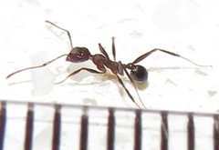 Pheidole sculpturata
