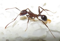 Pheidole sculpturata