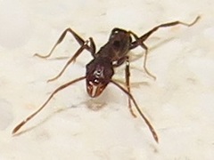 Pheidole sculpturata