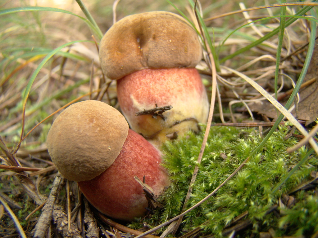 Neoboletus deodarae
