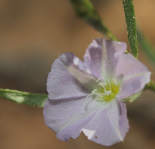 sand plain dwarf morning-glory (Evolvulus arenarius)