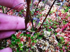 Gentianella corymbosa