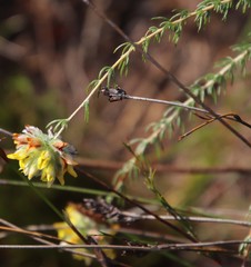 Aspalathus tridentata