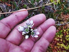 Gentianella corymbosa