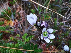 Gentianella corymbosa