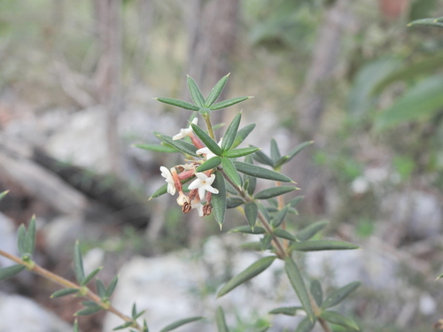 Alyxia ruscifolia (Alyxia ruscifolia)